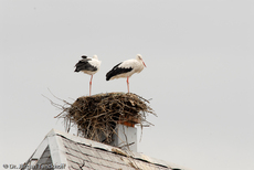 Weißstorch (12 von 20).jpg